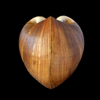 ossenhartschelp (Glossus humanus) 5-2016 9462